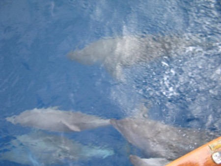 more big ass dolphins.jpg (56969 bytes)